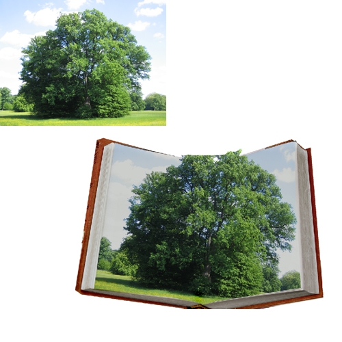 Creation of my book: Step 2